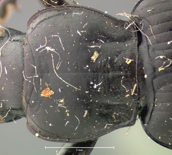 Media type: image;   Entomology 5647 Aspect: pronotum dorsal